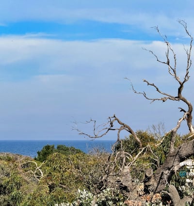 Enjoy breathtaking ocean views framed by unique coastal vegetation from this scenic hillside setting.