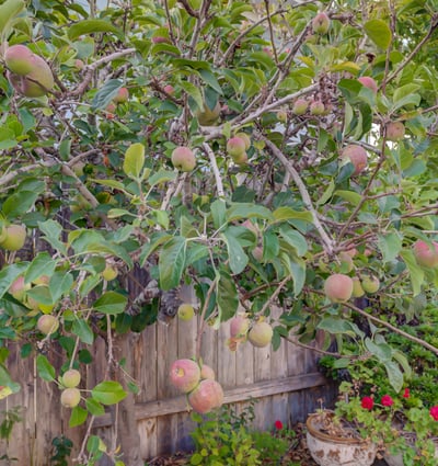 1400 Blackberry Ave, Arroyo Grande, CA