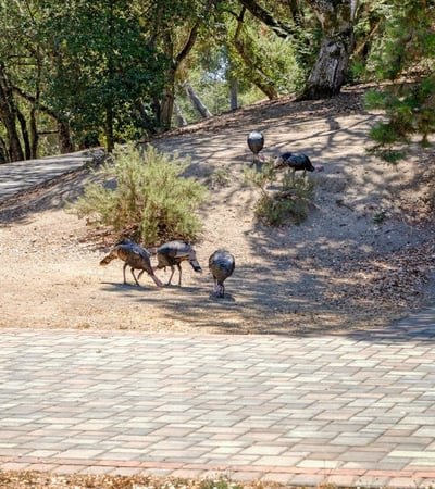 220 Whippet Run, Corralitos, CA