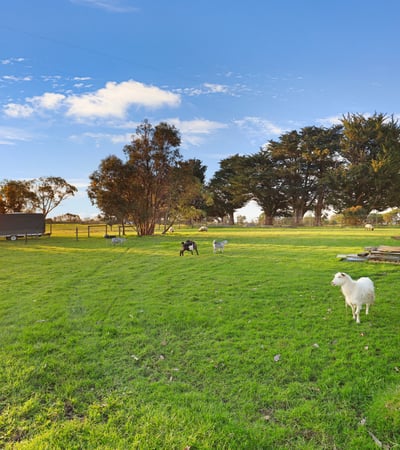 Spacious rural property featuring lush green pastures and grazing sheep, perfect for a tranquil lifestyle.