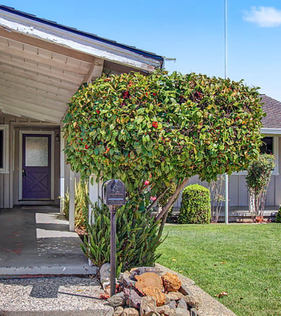 1631 Petri Place , San Jose, CA