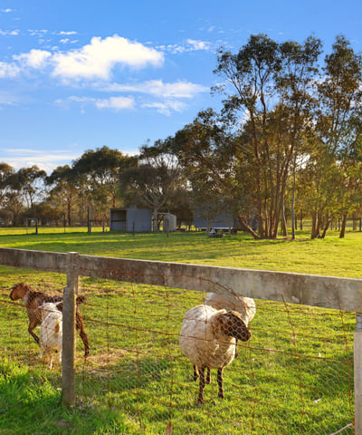 Expansive rural property featuring lush pastures and grazing sheep, perfect for livestock enthusiasts or hobby farmers.