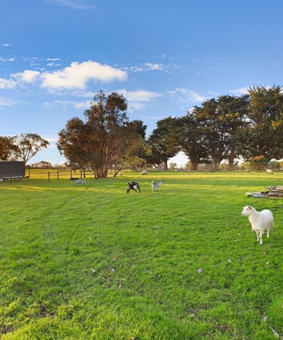Spacious rural property featuring lush green pastures and grazing sheep, perfect for a tranquil lifestyle.