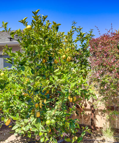 444 Walnut St, Arroyo Grande, CA