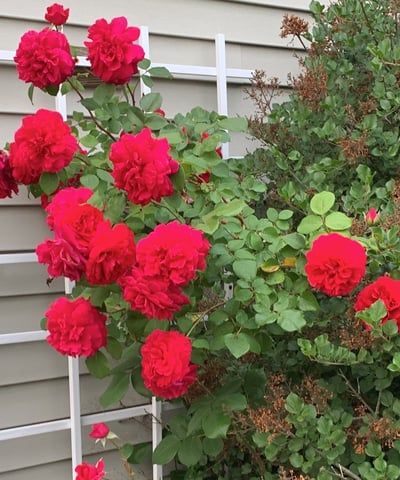 Fragrant roses climb the front trellis in the summertime.