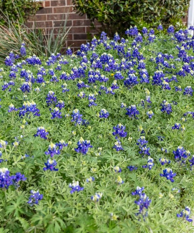 1712 Kaiser Cove, Argyle, TX