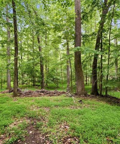 Secluded wooded lot offering abundant shade and natural beauty, perfect for building your dream home.