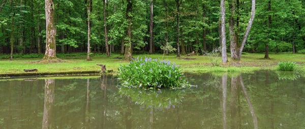 Discover a tranquil pond surrounded by lush greenery and stunning natural beauty.