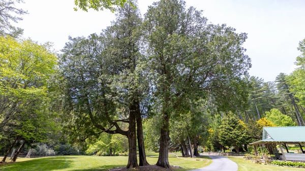 Spacious lot with mature trees and scenic landscape, ideal for building your dream home or retreat.