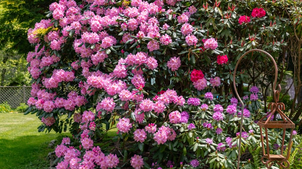 Lush garden blooming with vibrant rhododendrons creates an inviting outdoor retreat in this property.