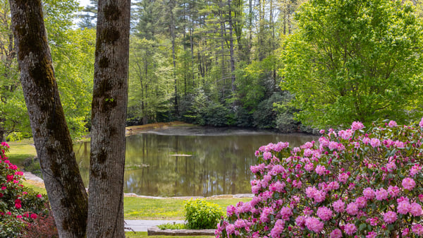 Scenic lake view surrounded by vibrant greenery and blossoming flowers offers a tranquil escape.