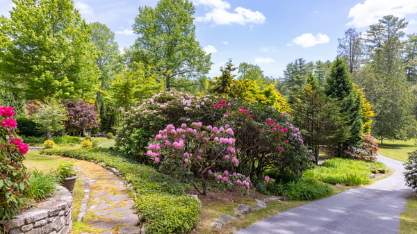 Discover a lush landscape featuring vibrant flowering shrubs, perfect for creating a tranquil outdoor retreat.