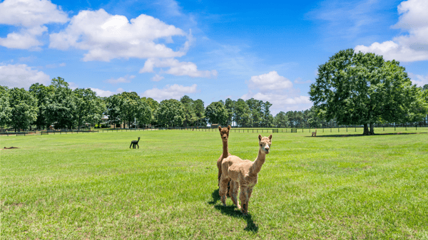 3701 Little River Road, Madison, GA