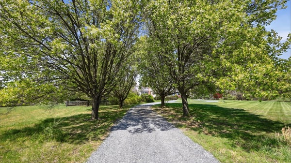 Tree-lined Driveway