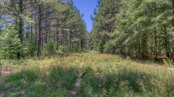 Presswood Lake Tract, Columbia County, AR