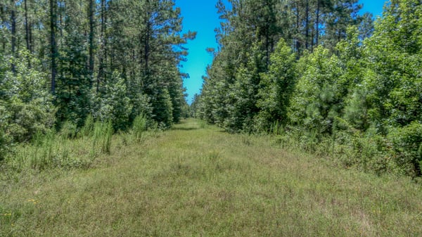 Presswood Lake Tract, Columbia County, AR