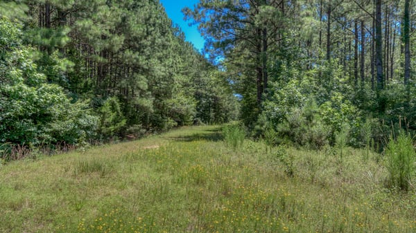 Presswood Lake Tract, Columbia County, AR