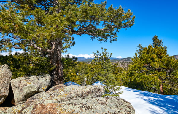 815 Cougar Run, Nederland, CO