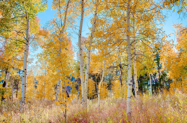 23800 County Road 16, 508, Oak Creek, CO
