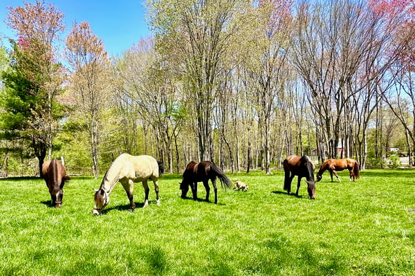 Kairos Spring Farm, 2 Marlboro Road, Stow, MA