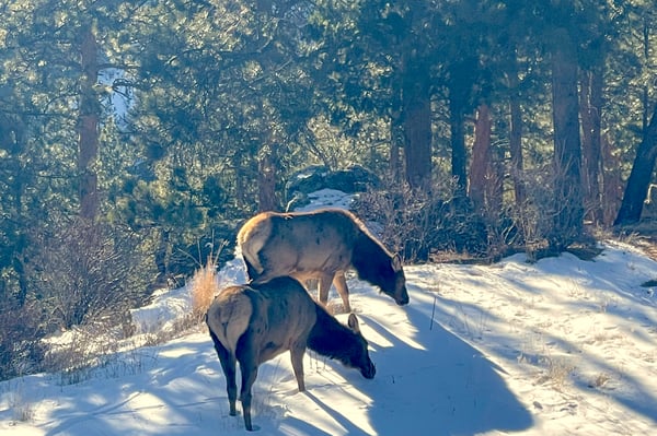 200 Rocky Knob Ln, Nederland, CO