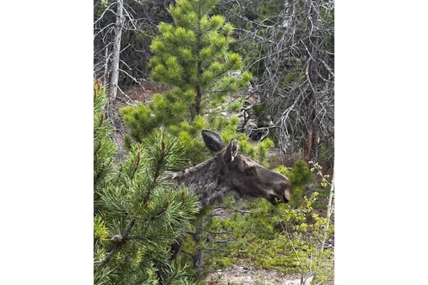 1217 Wedgwood Rd, Black Hawk, CO