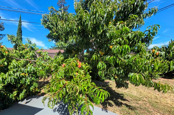 565 Marge Way, San Jose, CA