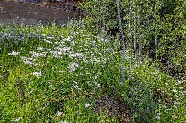 281 Pine Crest Drive, Snowmass Village, CO