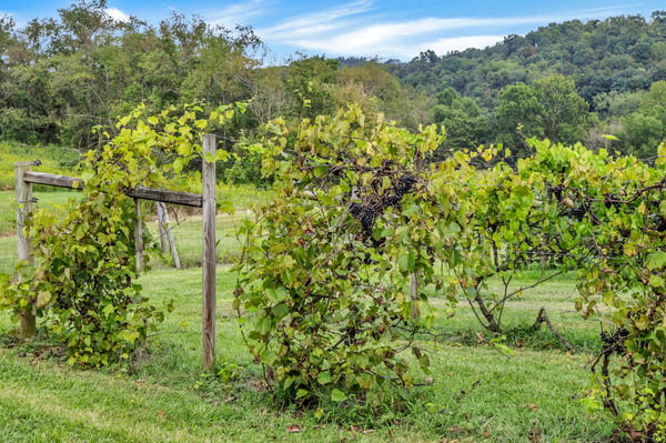 9065 Clay Pike Road, Chandlersville, OH