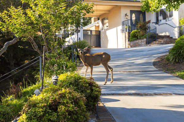1001 Briarcliff Road, Monrovia, CA