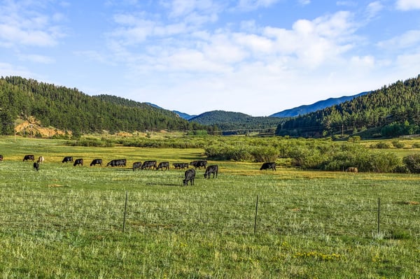 Spacious land ideal for ranching or outdoor activities, surrounded by stunning mountain vistas and open pastures.