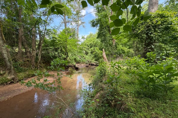 Lush greenery surrounds this peaceful creek, offering a natural retreat and prime opportunity for outdoor activities.