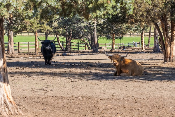 68405 Fryrear Road, Sisters, OR