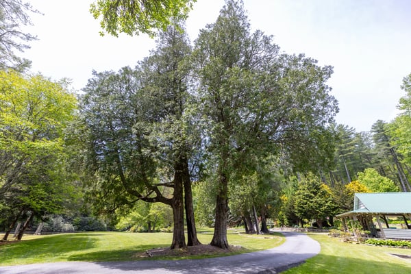 Spacious lot with mature trees and scenic landscape, ideal for building your dream home or retreat.