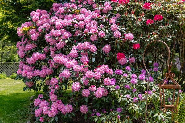 Lush garden blooming with vibrant rhododendrons creates an inviting outdoor retreat in this property.