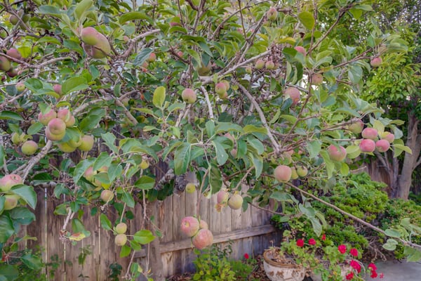 1400 Blackberry Ave, Arroyo Grande, CA