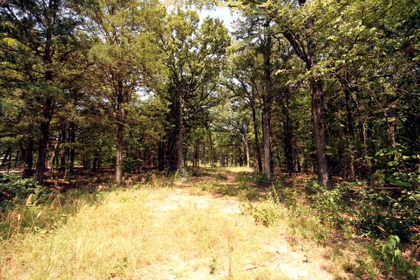 FRONT OF PROPERTY...Leading To Cleared Homesite Area