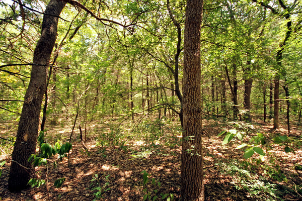 WOODED AREAS OF LAND