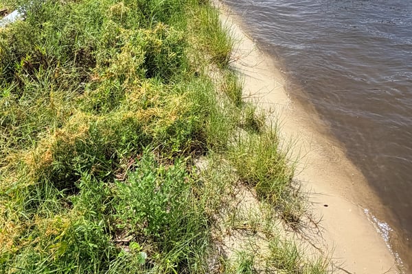 Waterfront property featuring a spacious yard with natural vegetation, ideal for outdoor activities and relaxation.