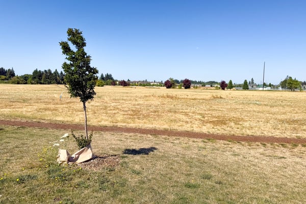 Plenty of green-space.