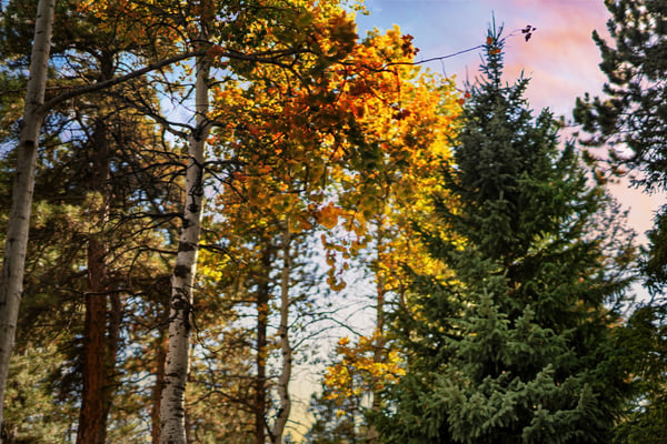 28696 Little Big Horn Dr, Evergreen, CO