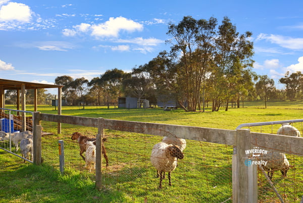 Expansive rural property featuring lush pastures and grazing sheep, perfect for livestock enthusiasts or hobby farmers.
