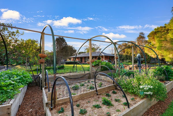 Lush vegetable garden with arched trellises, offering a unique outdoor oasis for gardening enthusiasts.