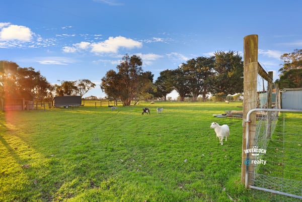 Spacious rural property featuring lush green pastures and grazing sheep, perfect for a tranquil lifestyle.