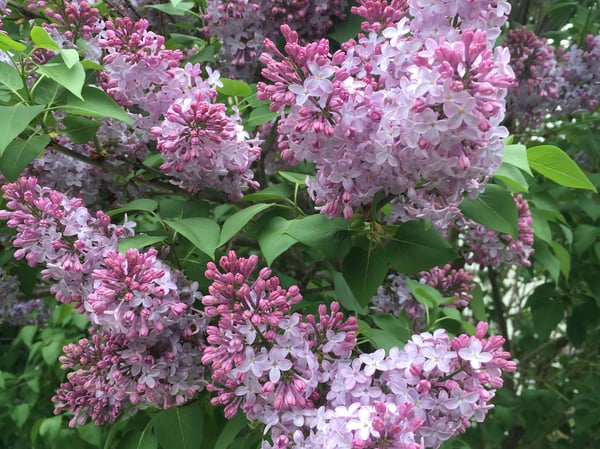 Lilacs. Apple Trees. Raised beds too!