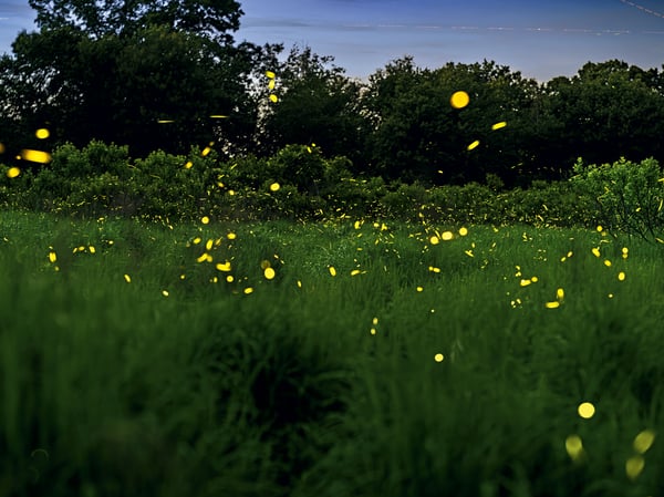 Fireflies in Back Yard - June/July!