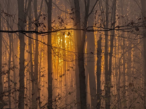 Light in the Trees
