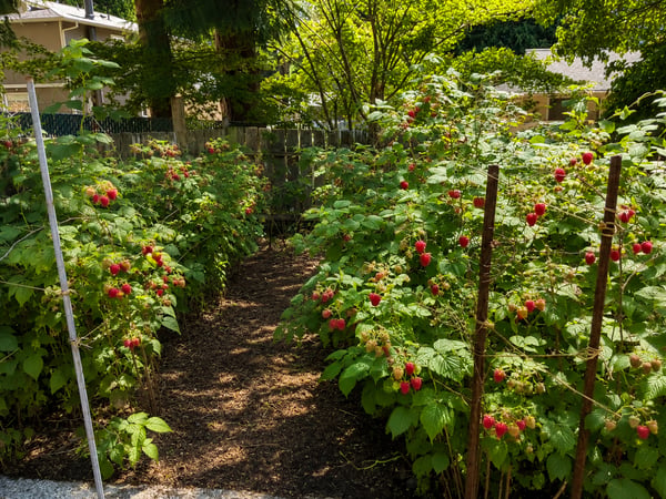 Discover this vibrant garden filled with flourishing raspberry plants, perfect for fresh summer harvests.