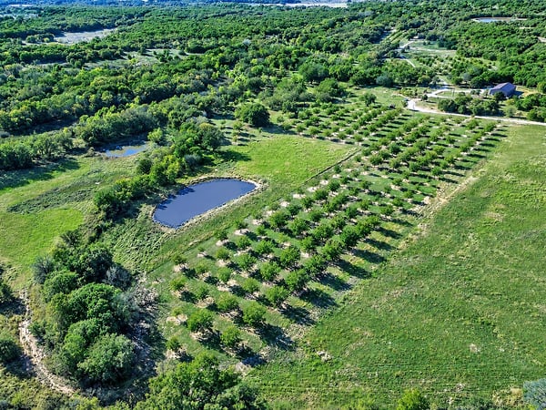 PARTIAL VIEWS OF IRRIGATED PECAN ORCHARD