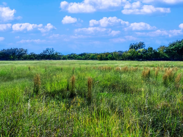 BEAUTIFUL MEADOWS